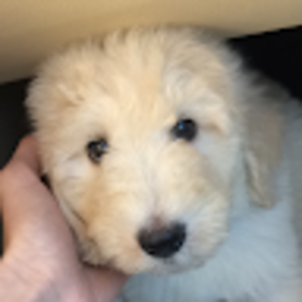 Meet your Posher, Nadia